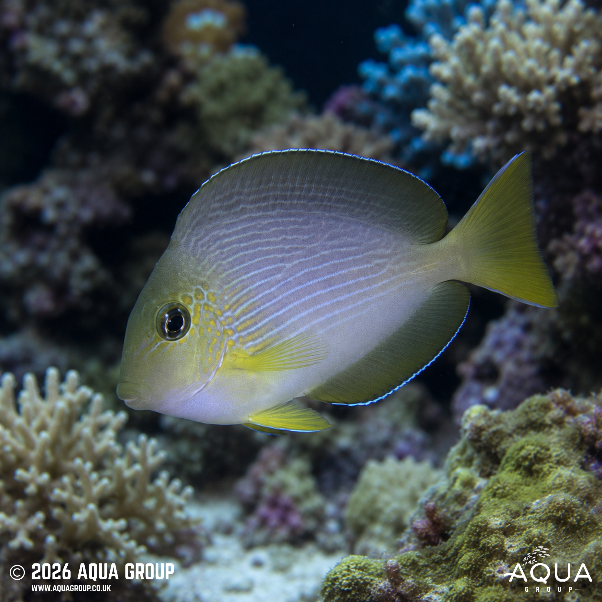 Sohal Tang (Acanthurus sohal)