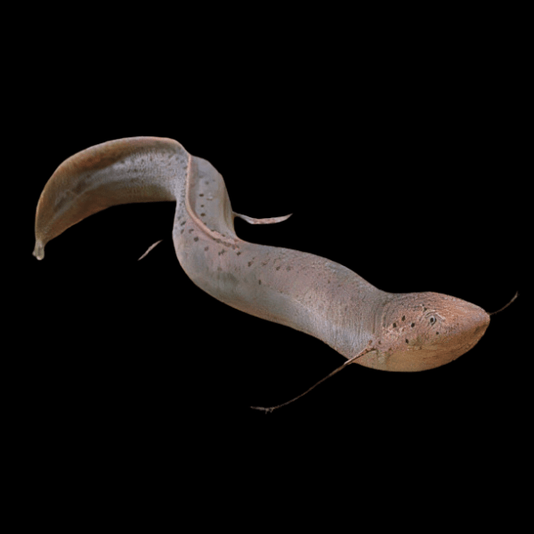 South American Lungfish Lepidosiren Paradoxus 20cm - Real Aquatics