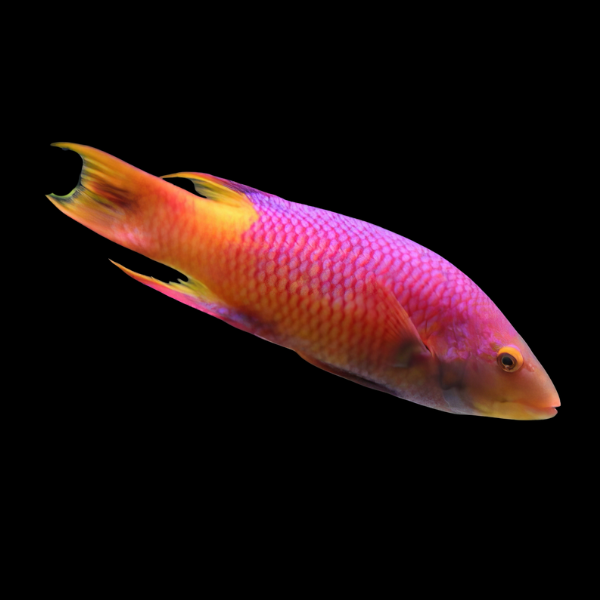Spanish Hog Fish Bodianus Rufus - Real Aquatics