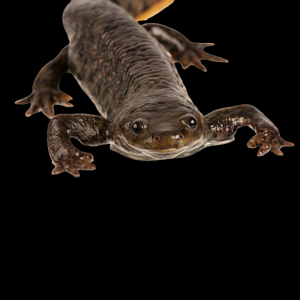 Spanish Iberian Ribbed Newt Pleurodeles Waltl 6cm - Real Aquatics