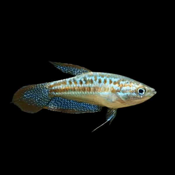 Sparkling Gourami Trichopsis Pumila 2cm - Real Aquatics