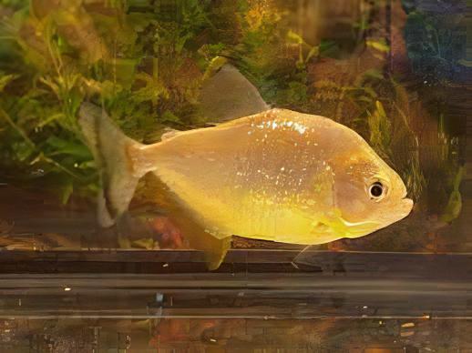 Speckled Spilo Piranha Serrasalmus Spilopleura Tapojos 10cm - Real Aquatics