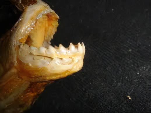 Speckled Spilo Piranha Serrasalmus Spilopleura Tapojos 10cm - Real Aquatics