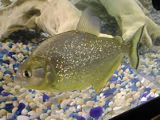 Speckled Spilo Piranha Serrasalmus Spilopleura Tapojos 10cm - Real Aquatics