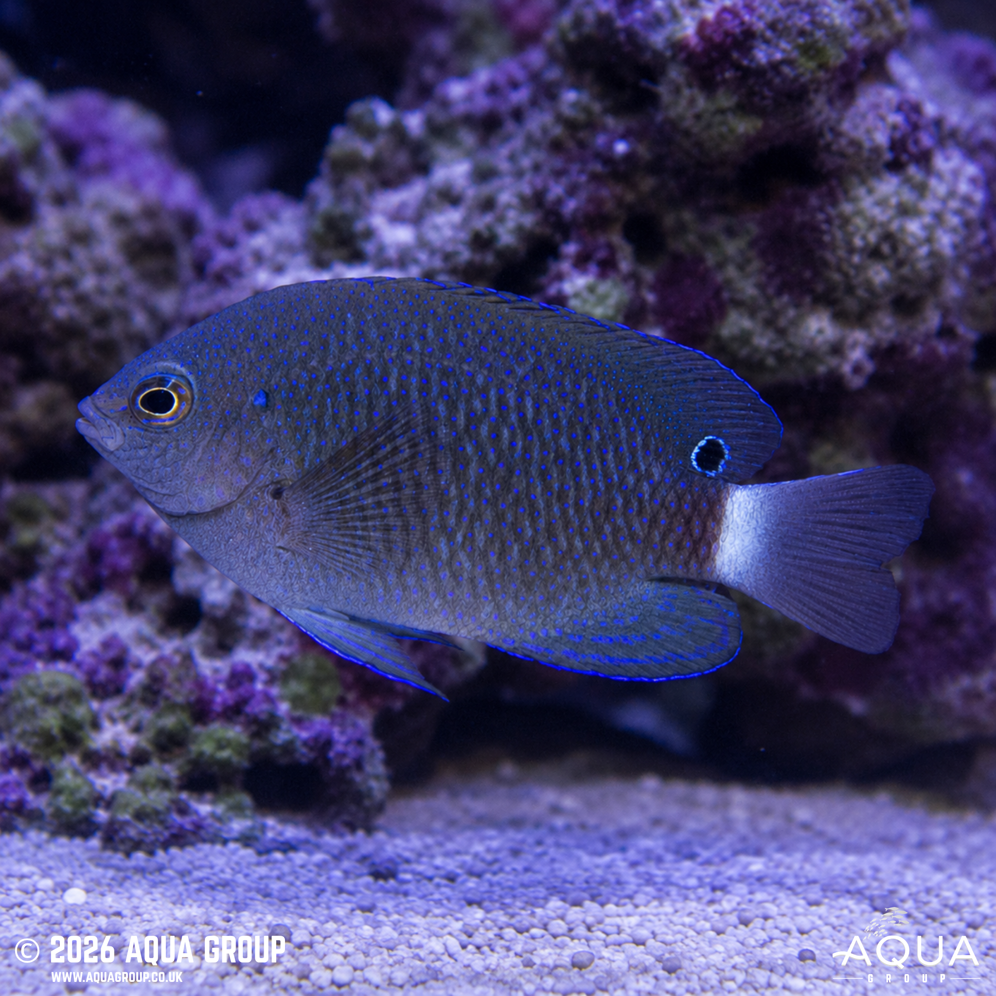 Speckled Damsel (Pomacentrus bankanensis)