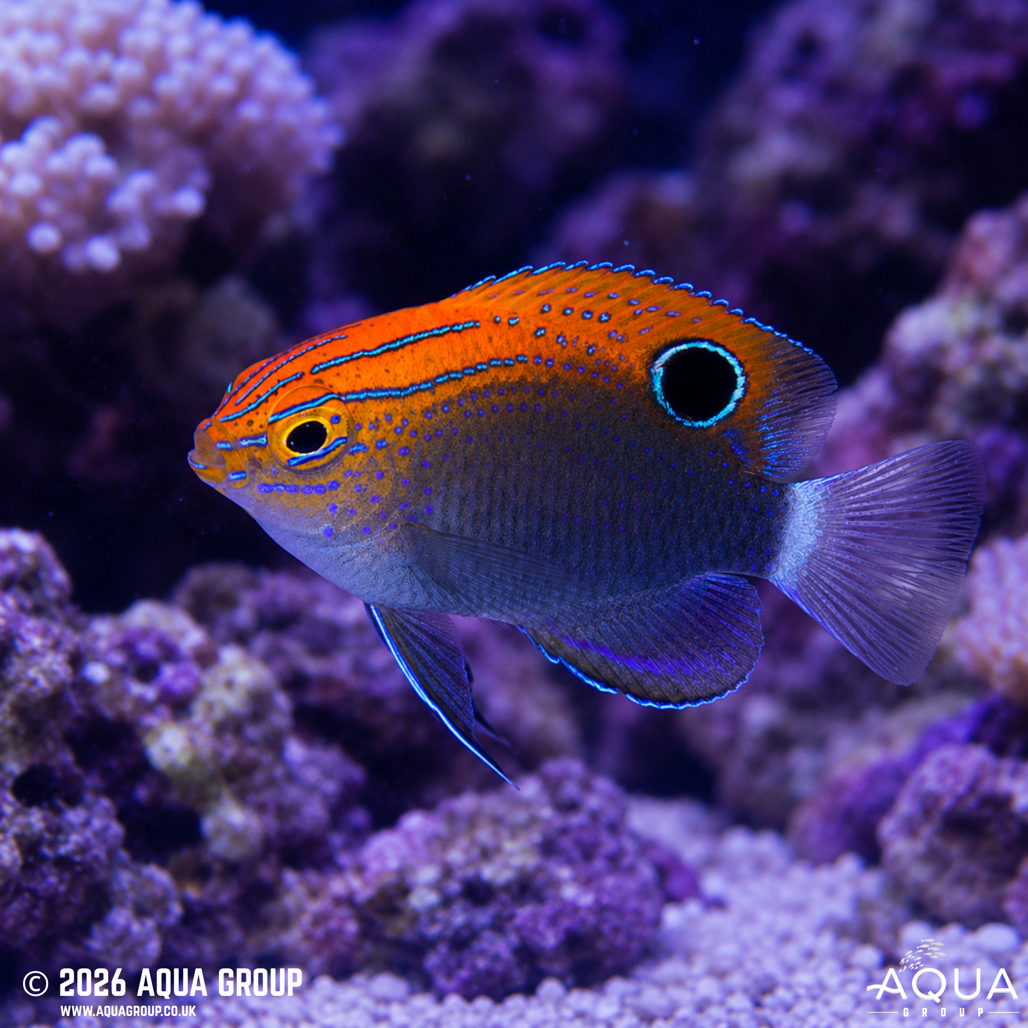 Speckled Damsel (Pomacentrus bankanensis)