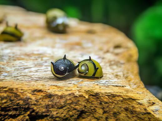 Spiky Antler Snail Clithon Diadema 2cm - Real Aquatics