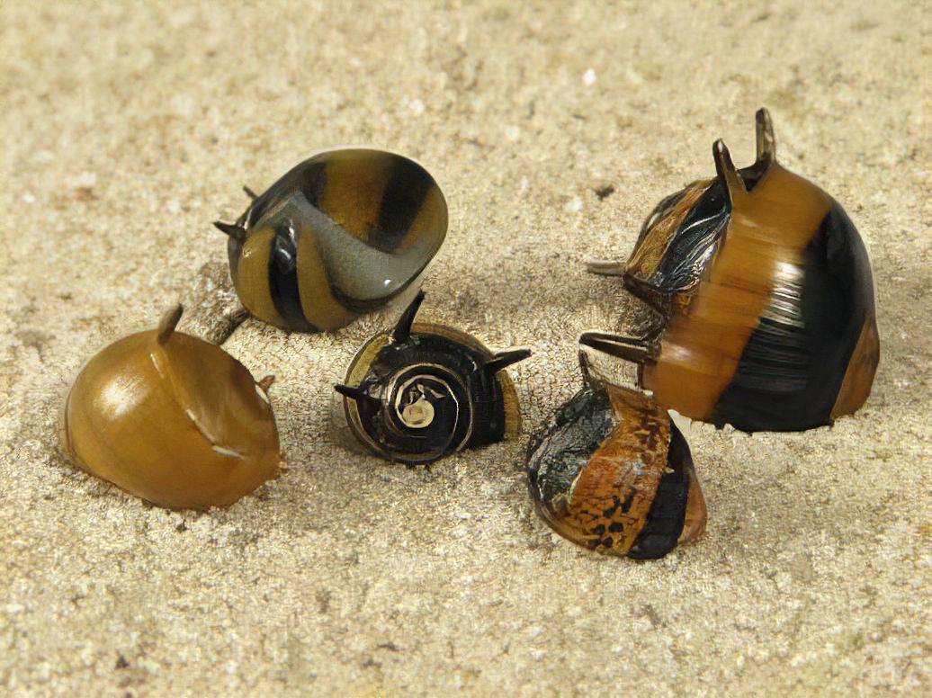 Spiky Antler Snail Clithon Diadema 2cm - Real Aquatics