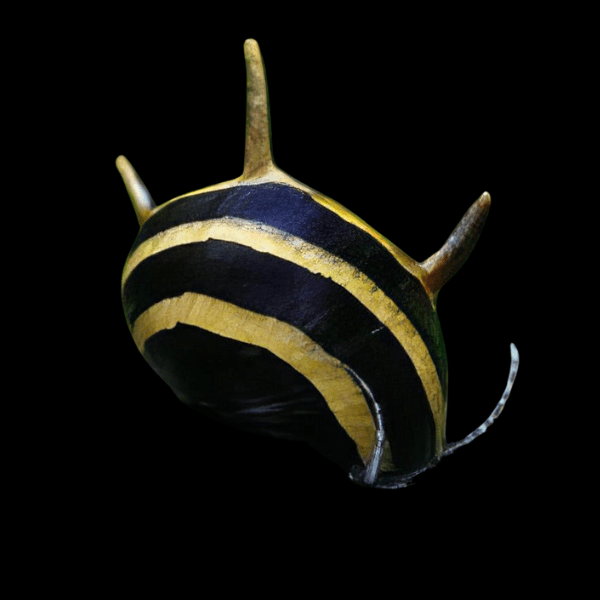 Spiky Antler Snail Clithon Diadema 2cm - Real Aquatics