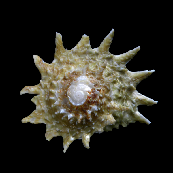 Spiny Astrea Snail Astraea Phoebia - Real Aquatics