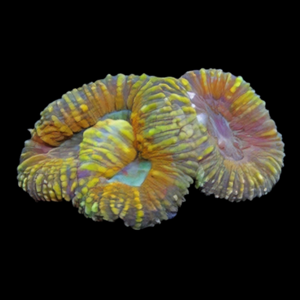 Spiny Brain Coral Cultured Hard Coral Lobophyllia Sp - Real Aquatics