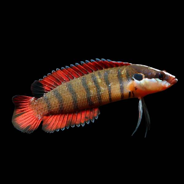 Spiny Finned Basslet Belonepterygion Fasciolatum - Real Aquatics