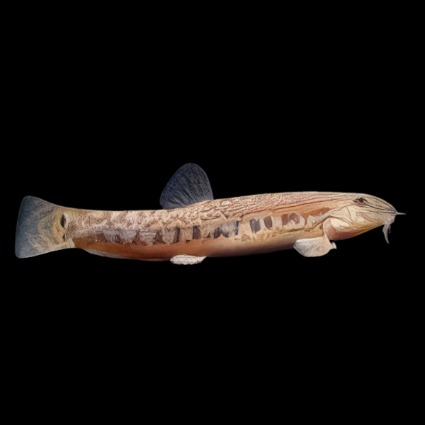Spiny Loach Lepidocephalichthys Thermalis 4cm - Real Aquatics