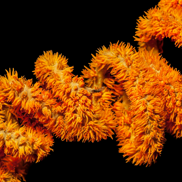 Spiral Gorgonia Cirrhipathes Spiralis - Real Aquatics