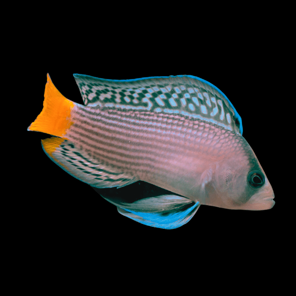 Splendid Gramma Dottyback Manonichthys Splendens - Real Aquatics
