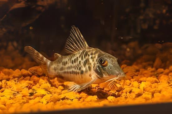 Spotback Corydoras Blochi 3cm Catfish - Real Aquatics