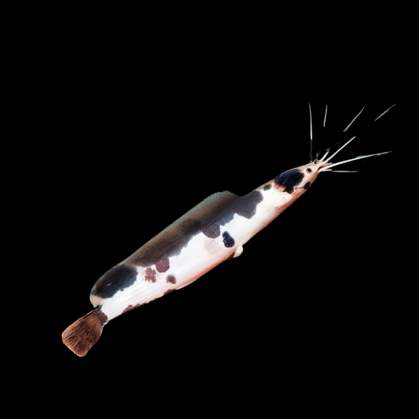 Spotted Albino Clarias Batrachus 5cm - Real Aquatics