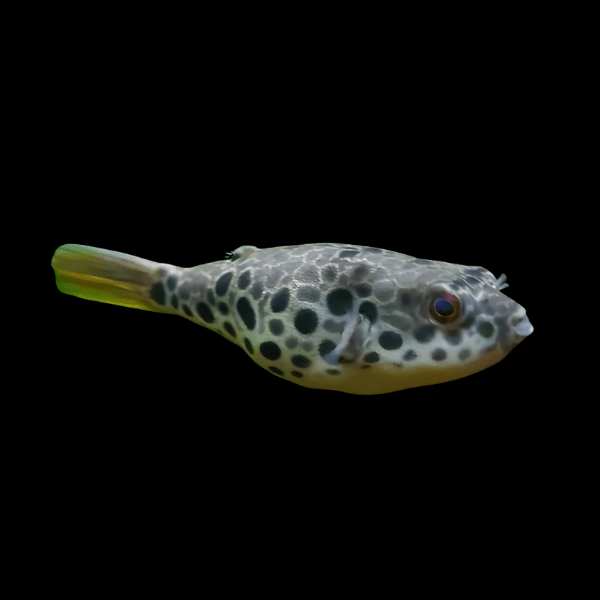 Spotted Congo Freshwater Puffer Fish Tetraodon Schoutedeni 5cm - Real Aquatics
