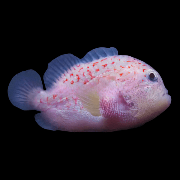 Spotted Coral Croucher Caracanthus Maculatus - Real Aquatics