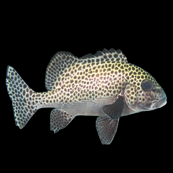 Spotted Grunt Sweetlips Plectorhinchus Chaetodonoides - Real Aquatics