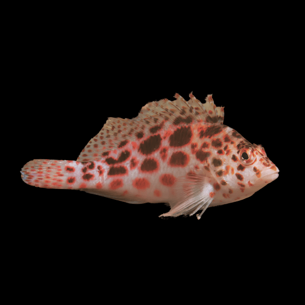 Spotted Hawk Fish Cirrhitichthys Oxycephalus - Real Aquatics