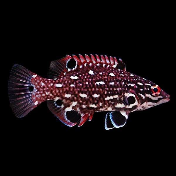Spotted Hog Fish Bodianus Diana - Real Aquatics