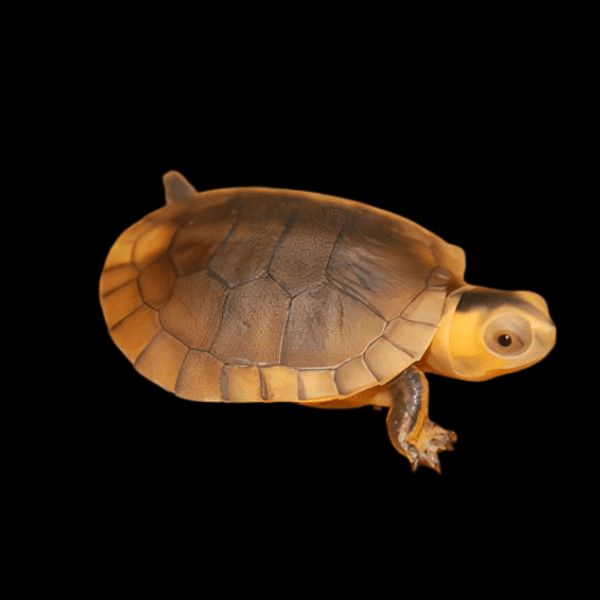 Spotted Legged Turtle Rhinoclemmys Punctularia 20cm - Real Aquatics