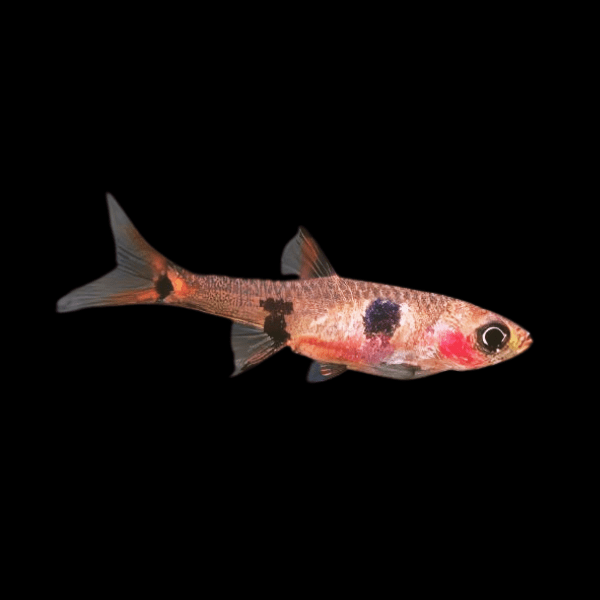 Spotted Mawaia Dwarf Rasbora Boraras Micros 2cm - Real Aquatics