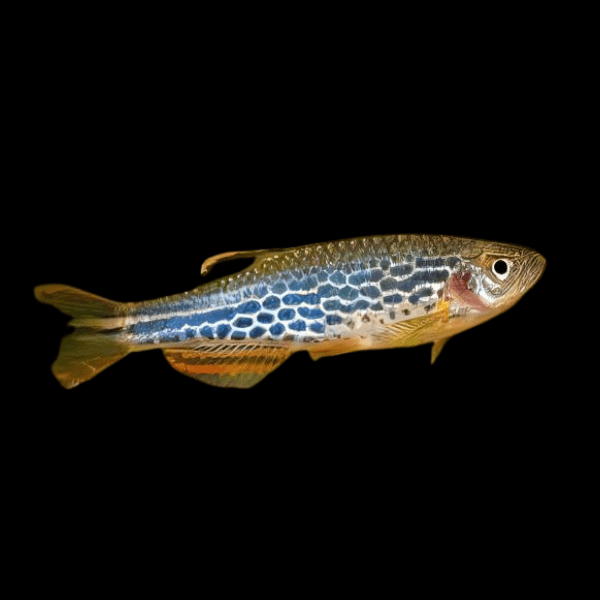 Spotted Orange Finned Danio Danio Kyathit 2cm - Real Aquatics