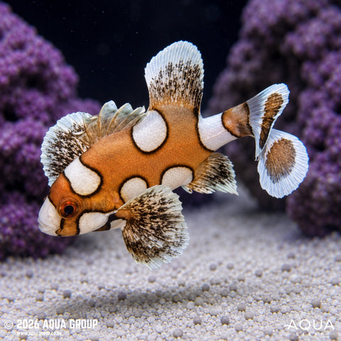 Marine Sweetlips