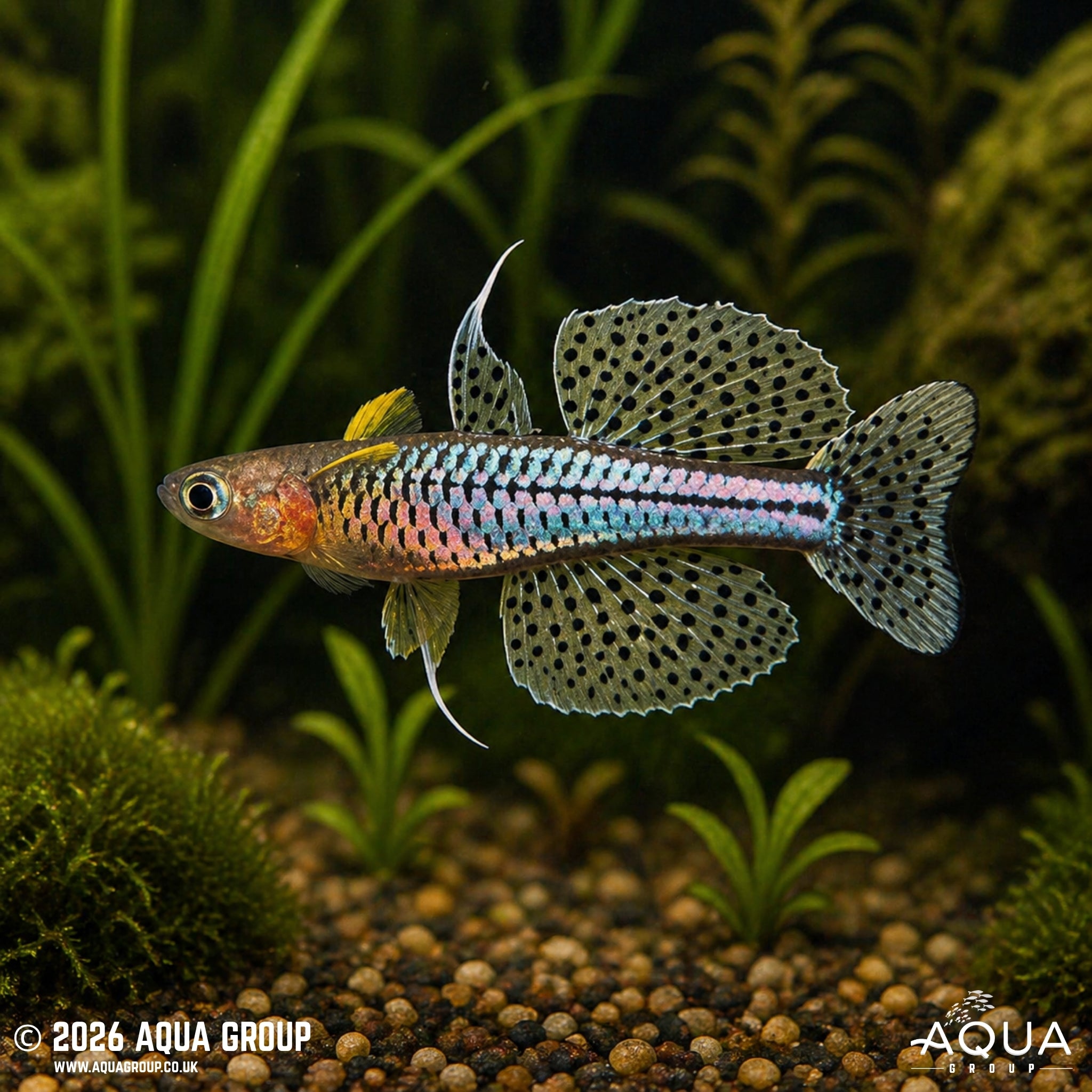 Spotted Blue-Eye Rainbowfish (Pseudomugil gertrudae)