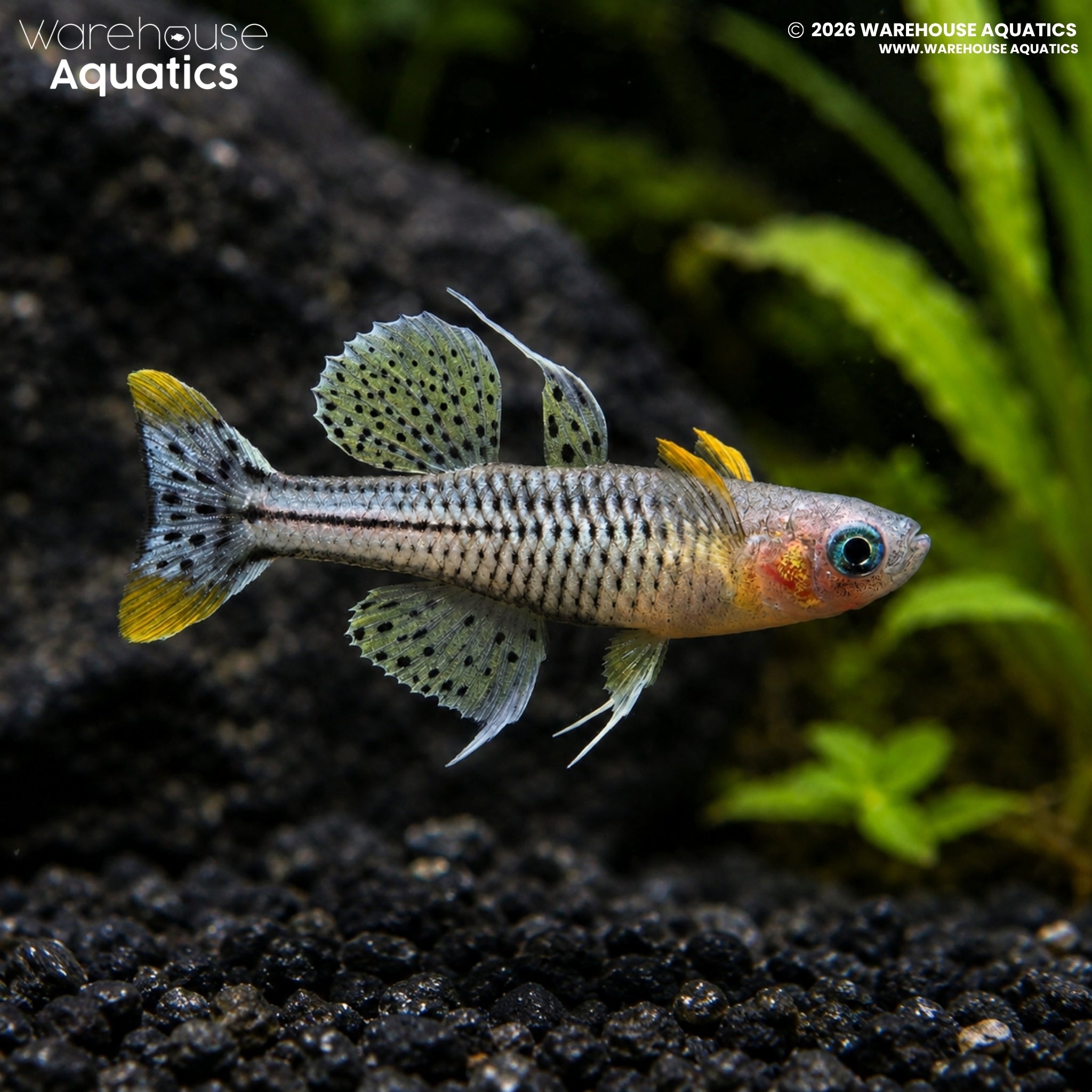 Spotted Blue-Eye Rainbowfish (Pseudomugil gertrudae)