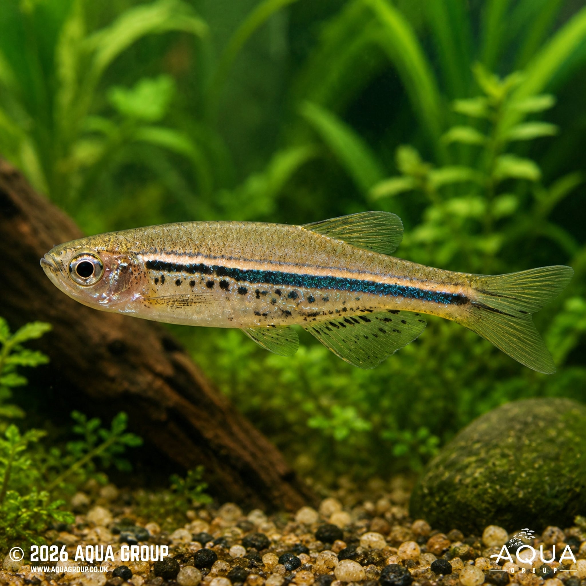 Spotted Danio (Danio nigrofasciatus)