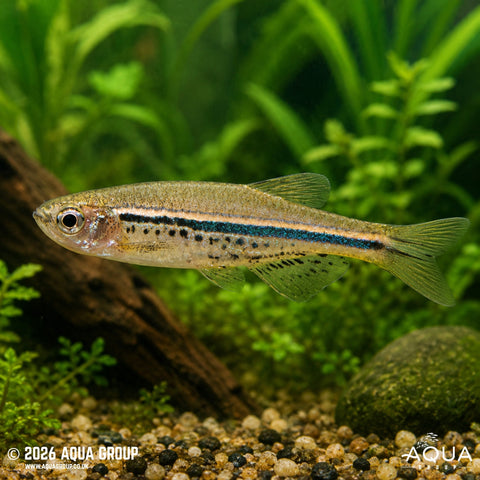Danio