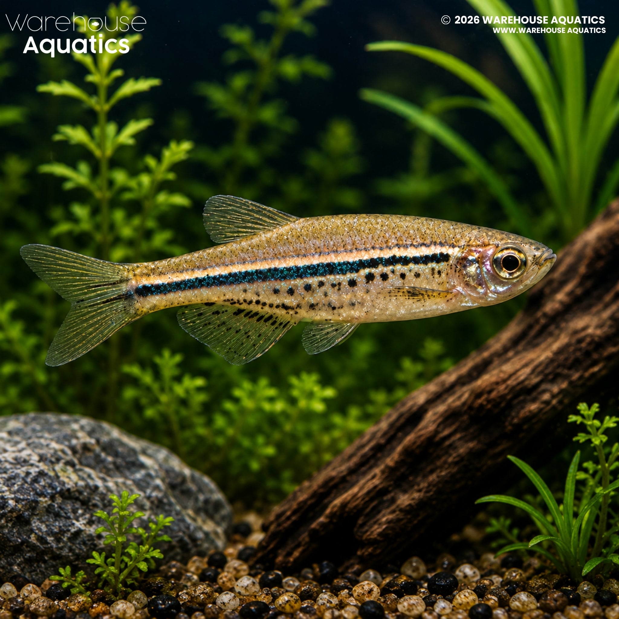 Spotted Danio (Danio nigrofasciatus)