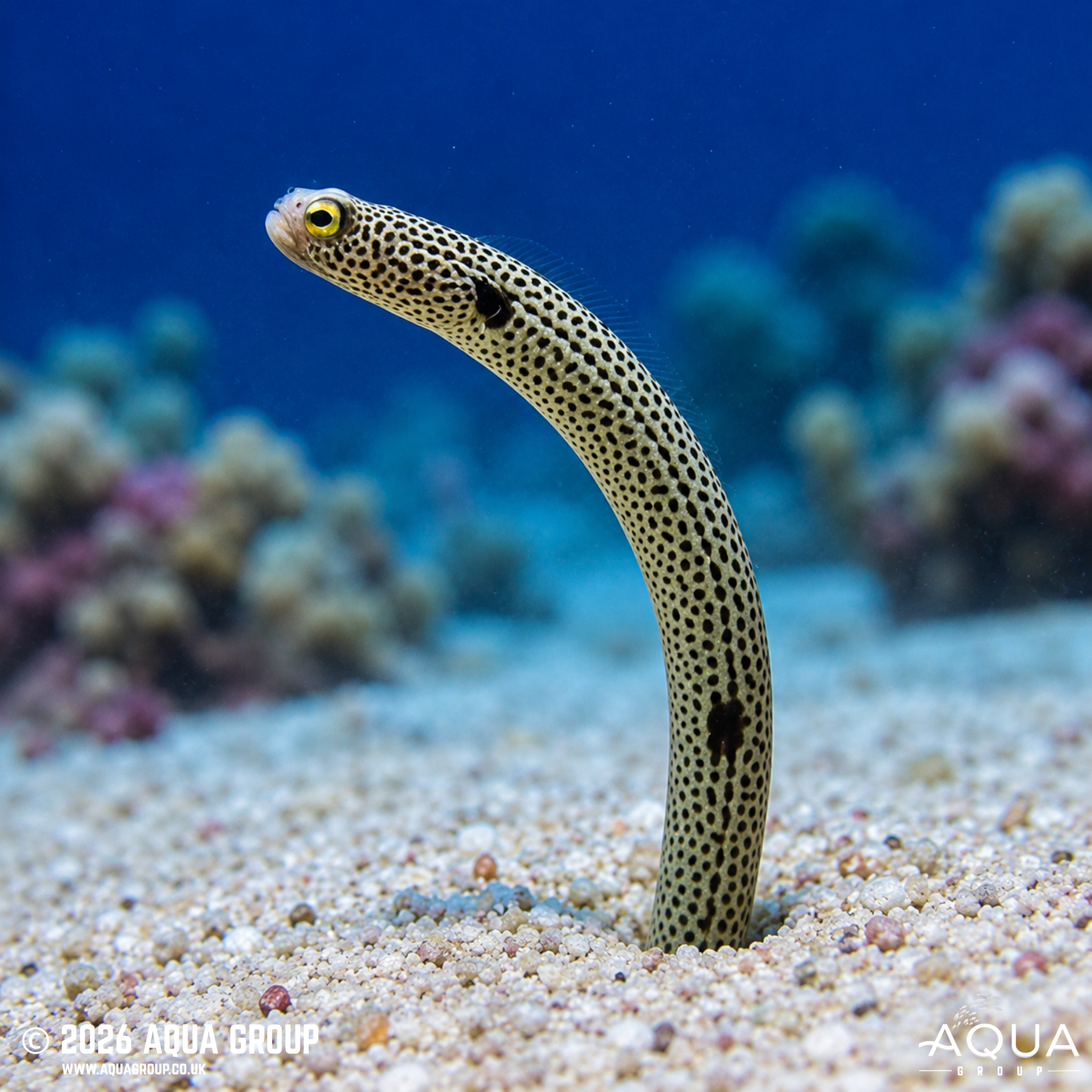 Spotted Garden Eel (Heteroconger hassi)