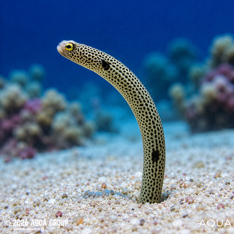Marine Eels