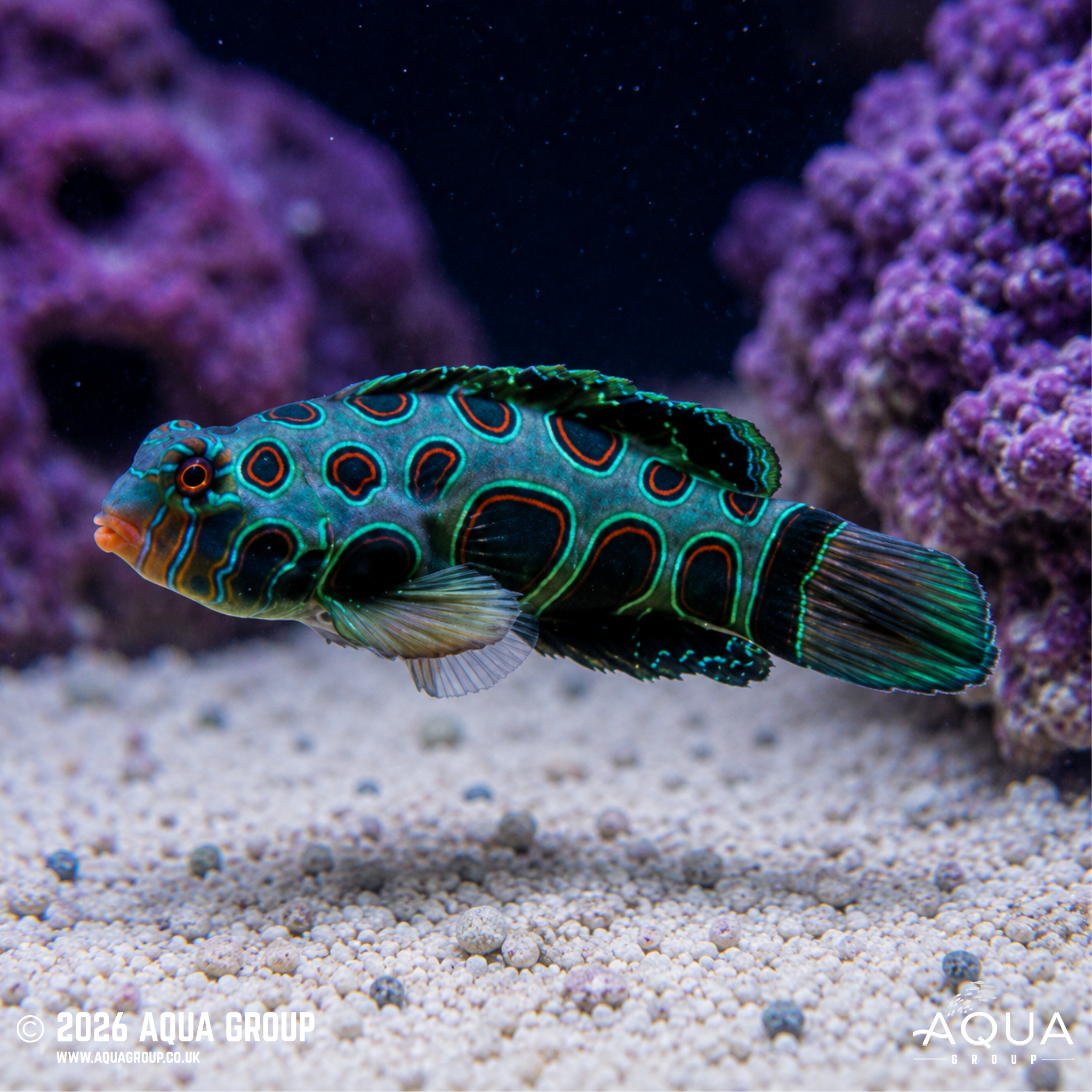 Spotted Mandarin (Synchiropus picturatus)
