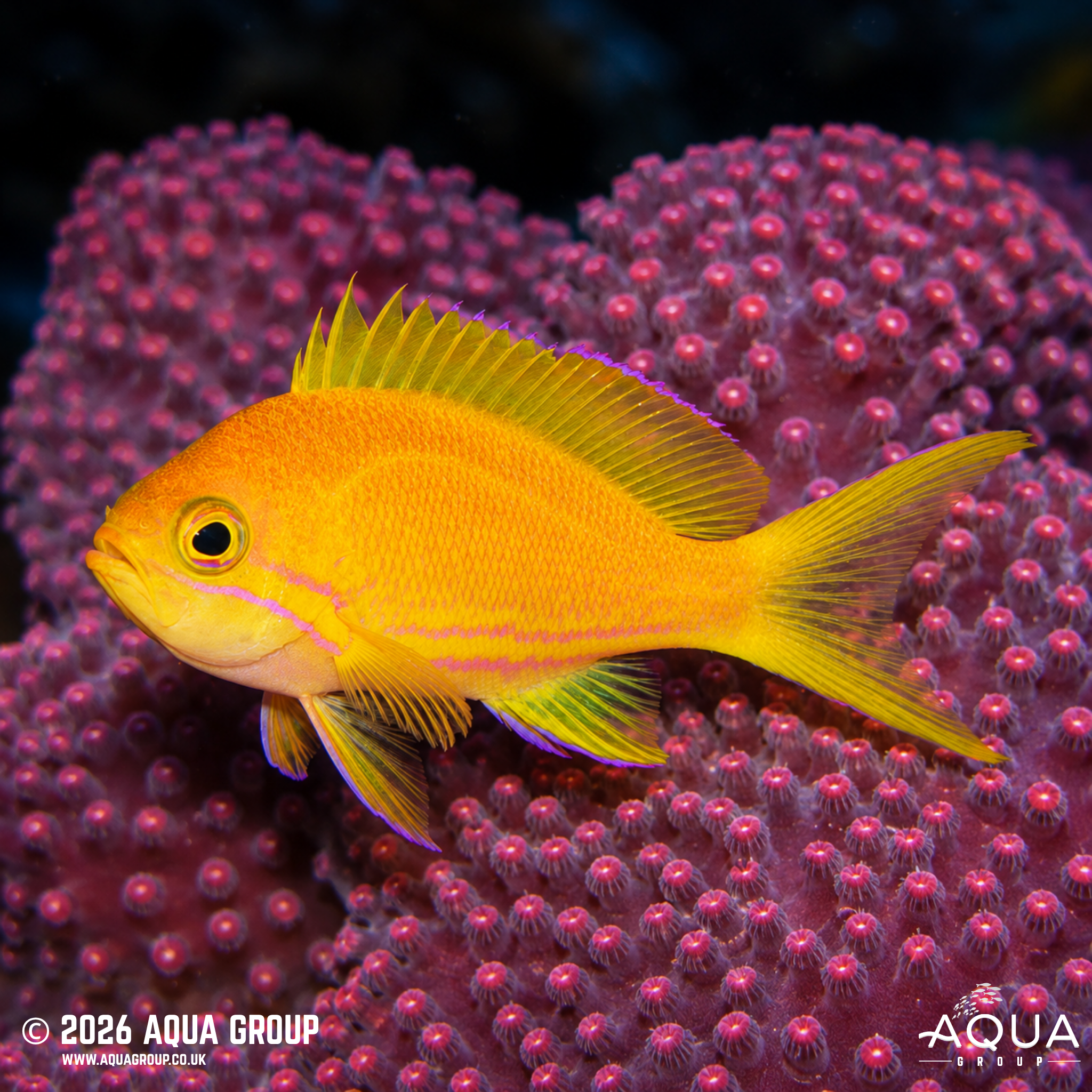 Square Anthias