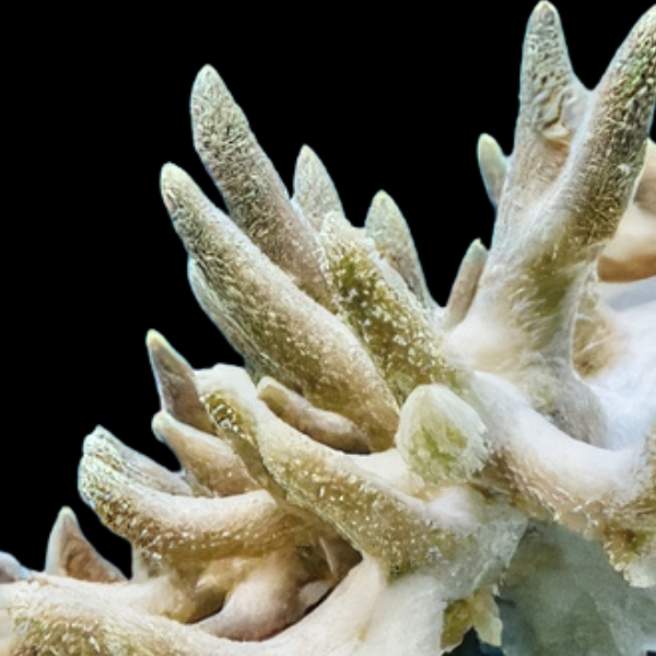 Staghorn Soft Coral Sinularia Sp - Real Aquatics