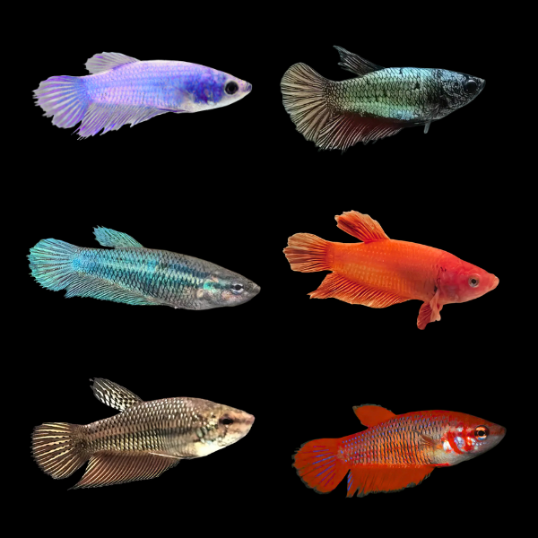Standard Betta Assorted Female 3cm - Real Aquatics