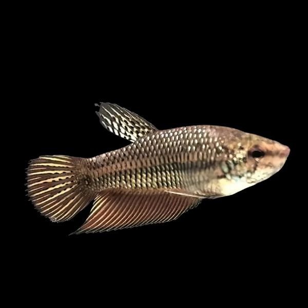 Standard Betta Female Black Base 3cm - Real Aquatics