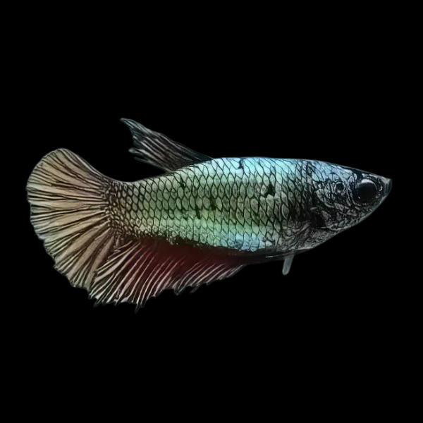 Standard Betta Female Green Base 3cm - Real Aquatics