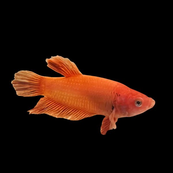 Standard Betta Female Orange 3cm - Real Aquatics