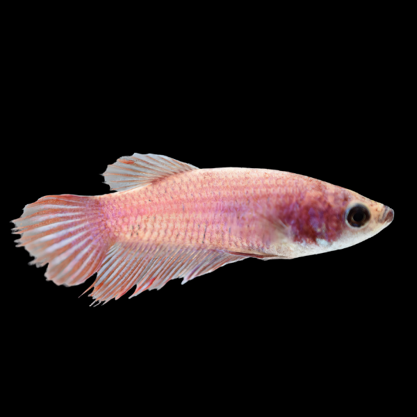 Standard Betta Female Pink Base 3cm - Real Aquatics