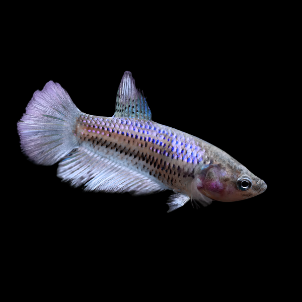 Standard Betta Female Purple 3cm - Real Aquatics