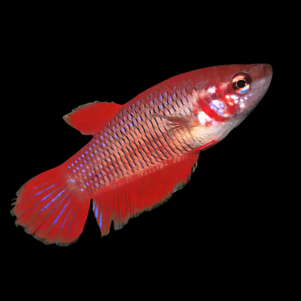 Standard Betta Female Red 3cm - Real Aquatics