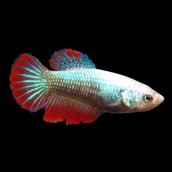 Standard Betta Female Tri Colour 3cm - Real Aquatics