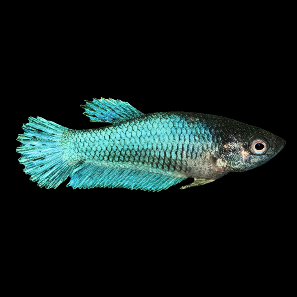 Standard Betta Female Turquoise 3cm - Real Aquatics