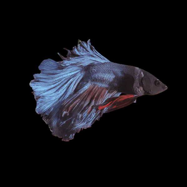 Standard Betta Male Black Base 3cm - Real Aquatics